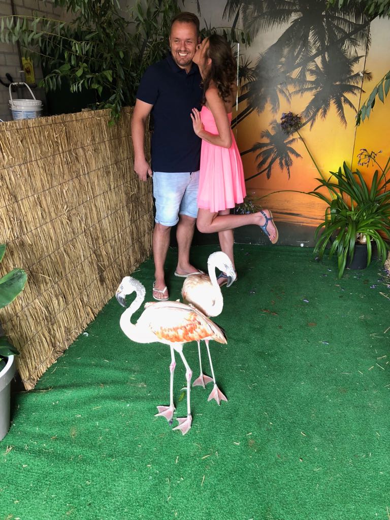 Flamingos-2